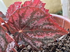 Begonia rex-cultorum