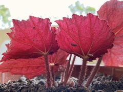Begonia rex-cultorum