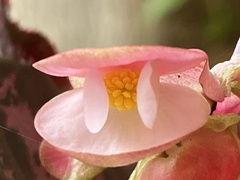 Begonia rex-cultorum
