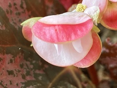 Begonia rex-cultorum