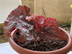 Begonia rex-cultorum
