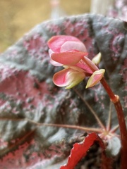 Begonia rex-cultorum