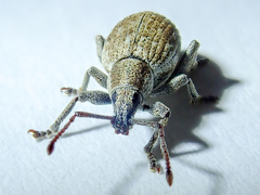 Peritelus sphaeroides