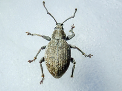 Peritelus sphaeroides