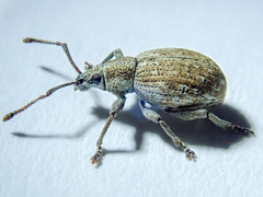 Peritelus sphaeroides