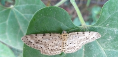 Percnia fumidaria