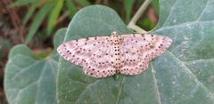 Percnia fumidaria