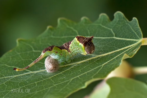 hranostajník osikový (Furcula bifida)