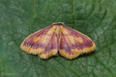 Idaea muricata