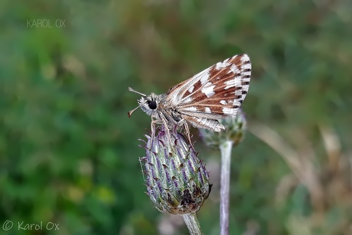 súmračník jahodový (Pyrgus malvae)