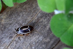 Phyllodromica marginata