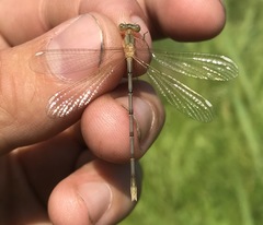 Lestes japonicus