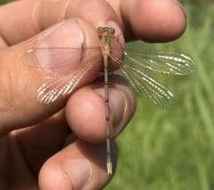 Lestes japonicus