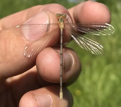 Lestes japonicus