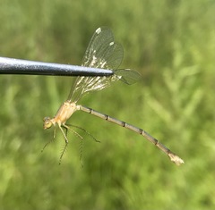 Lestes japonicus