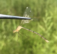 Lestes japonicus