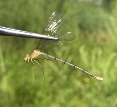 Lestes japonicus