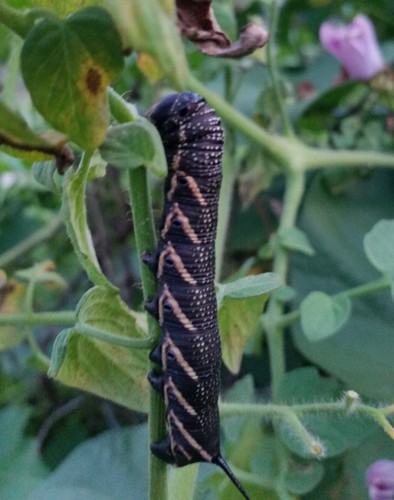 Five-spotted Hawk Moth