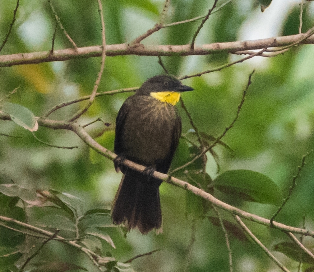Yellow-gorgeted Greenbul photo