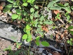 Desmodium rhytidophyllum