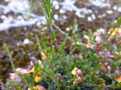 Dillwynia ramosissima