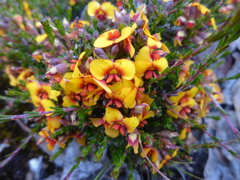 Dillwynia ramosissima