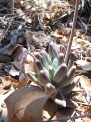 Pachyphytum compactum