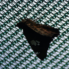 Netrocoryne repanda