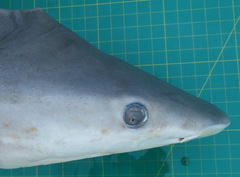 Carcharhinus altimus