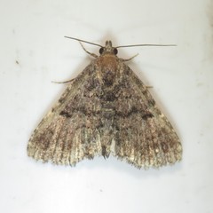 Metalectra miserulata