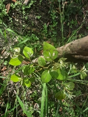 Cryptocarya triplinervis pubens