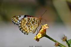 Argynnis hyperbius