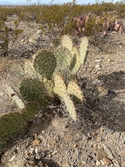 Opuntia arizonica