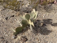 Opuntia arizonica