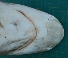 Carcharhinus altimus