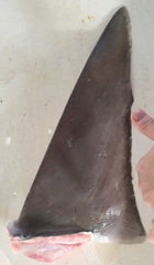 Carcharhinus altimus