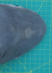 Carcharhinus altimus