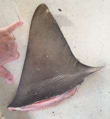 Carcharhinus altimus