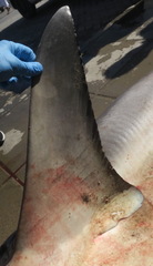 Carcharhinus amboinensis