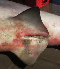 Carcharhinus amboinensis