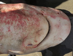 Carcharhinus amboinensis