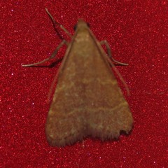 Arta epicoenalis