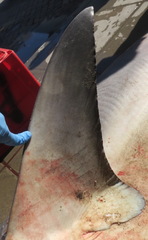 Carcharhinus amboinensis