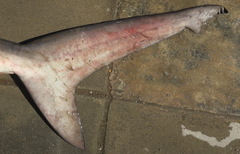 Carcharhinus amboinensis