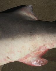 Carcharhinus amboinensis