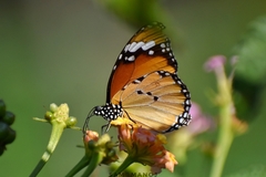 Danaus chrysippus