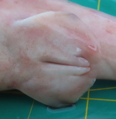 Carcharhinus amboinensis