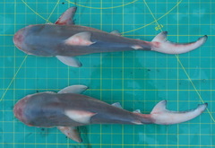 Carcharhinus amboinensis