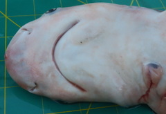 Carcharhinus amboinensis