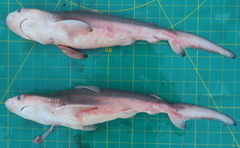 Carcharhinus amboinensis